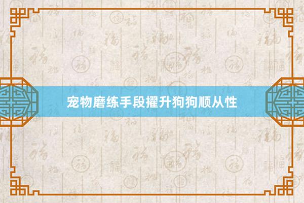 宠物磨练手段擢升狗狗顺从性